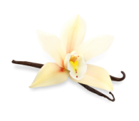US-ENS Flavor_Vanilla